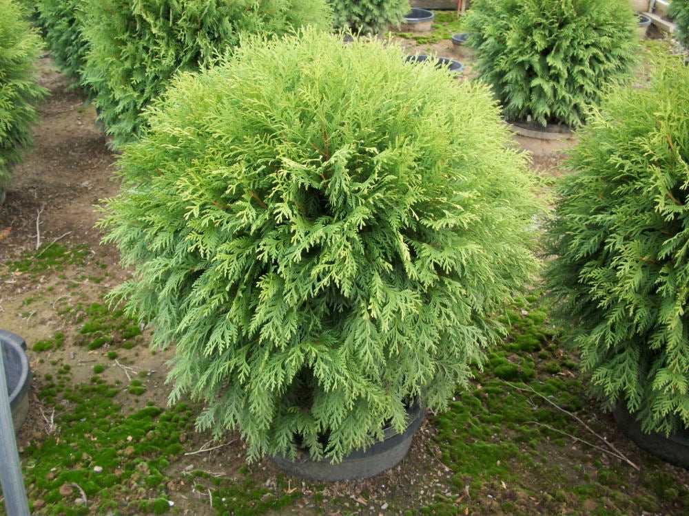 Globe Arborvitae (Thuja occidentalis 'Woodwardii') - 3 gallon 12" -Ship Only