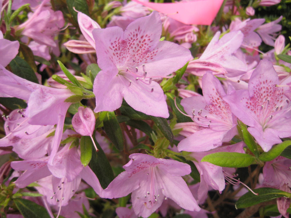 Improved Poukhatanense Azalea (Azalea x 'Poukhanense Improved') - 3 gallon 15" -Ship Only