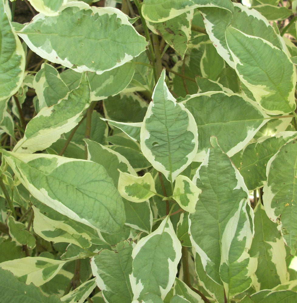 Ivory Halo® Dogwood (Cornus alba 'Bailhalo') - 3 gallon 18" -Ship Only