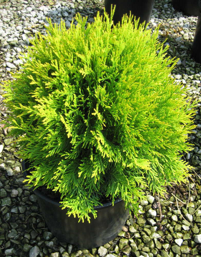 Golden Globe Arborvitae (Thuja occidentalis 'Globosa Aurea') - 3 gallon 12" -Ship Only