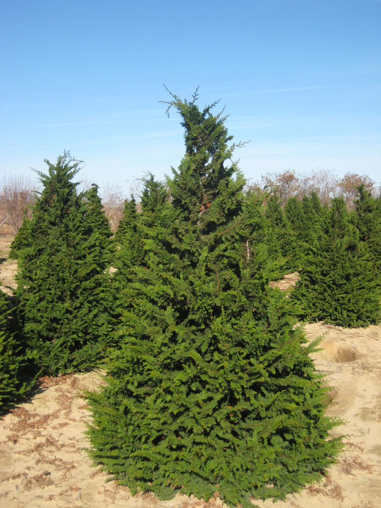 Fernspray False Cypress (Chamaecyparis obtusa 'Filicoides') - 3 gallon 30" -Ship Only