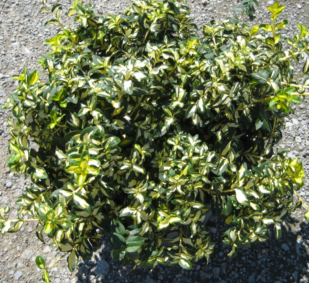 Moonshadow™ Euonymus (Euonymus fortunei 'Moonshadow') - 2 gallon 10" -Ship Only