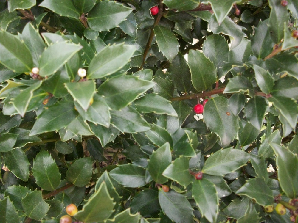Blue Maid™ Meserve Holly (Ilex x meserveae 'Blue Maid') - 3 gallon 15" -Ship Only