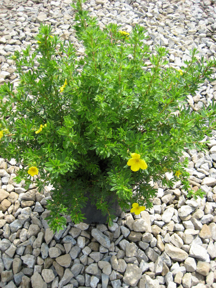 Goldfinger Cinquefoil (Potentilla fruticosa 'Goldfinger') - 2 gallon 10" -Ship Only