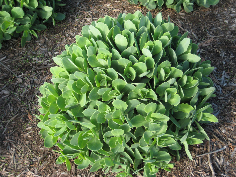 Autumn Joy Stonecrop (Sedum 'Autumn Autumn Joy') - 1 gallon -Ship Only