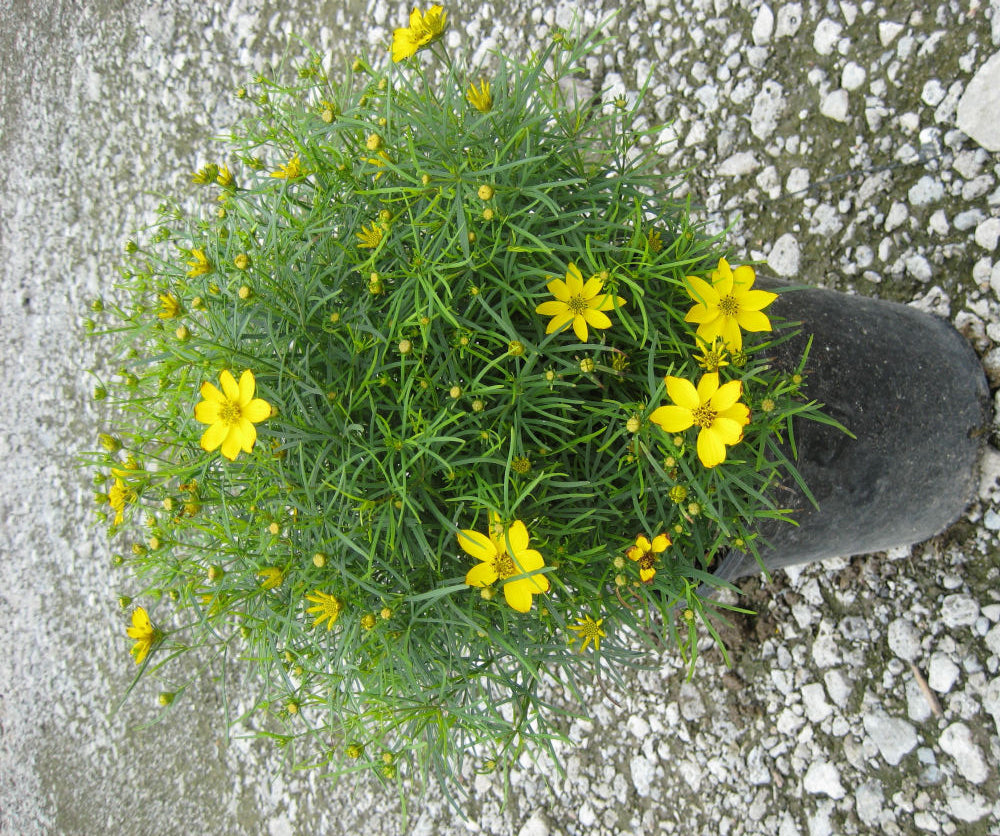 Zagreb Tickseed (Coreopsis verticillata 'Zagreb') - 1 gallon -Ship Only