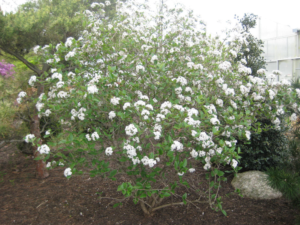 Mohawk Viburnum (Viburnum x burkwoodii 'Mohawk') - 3 gallon 15" -Ship Only