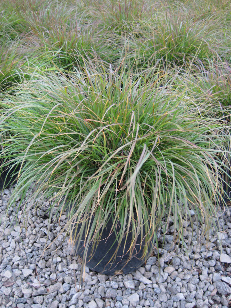 Hameln Fountain Grass (Pennisetum alopecuroides 'Hameln') - 3 gallon -Ship Only