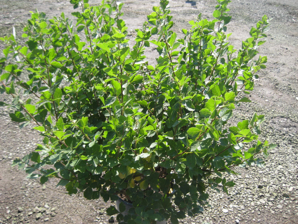 Gro-Low Fragrant Sumac (Rhus aromatica 'Gro-Low') - 3 gallon 15" -Ship Only