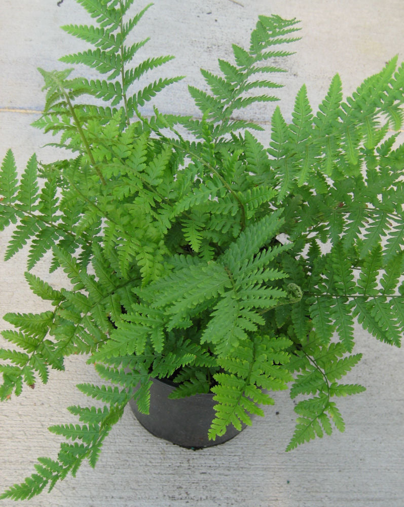 Robust Male Fern (Dryopteris filix-mas undulata 'Robusta') - 1 gallon -Ship Only