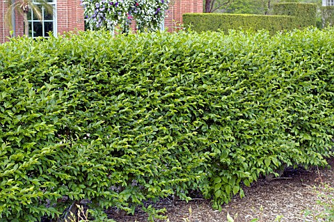 Hedge Privet (Ligustrum x ibolium) - 2 gallon 15" -Ship Only