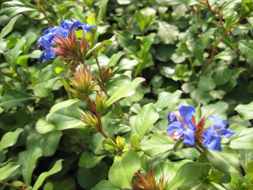 Leadwort (Ceratostigma plumbaginoides) - 1 gallon -Ship Only