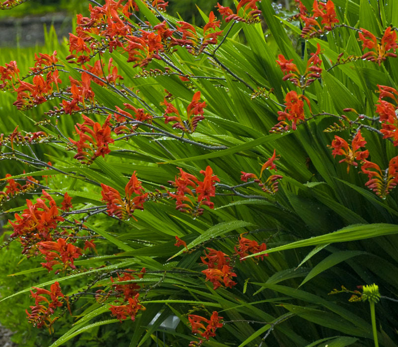 Lucifer Montbretia (Crocosmia x crocosmiiflora 'Lucifer') - 1 gallon -Ship Only