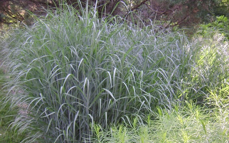 Heavy Metal Switch Grass (Panicum virgatum 'Heavy Metal') - 3 gallon -Ship Only