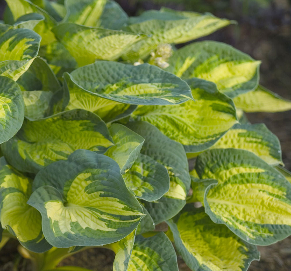 Great Expectations Plantain Lily (Hosta great 'Great Expectations') - 1 gallon -Ship Only