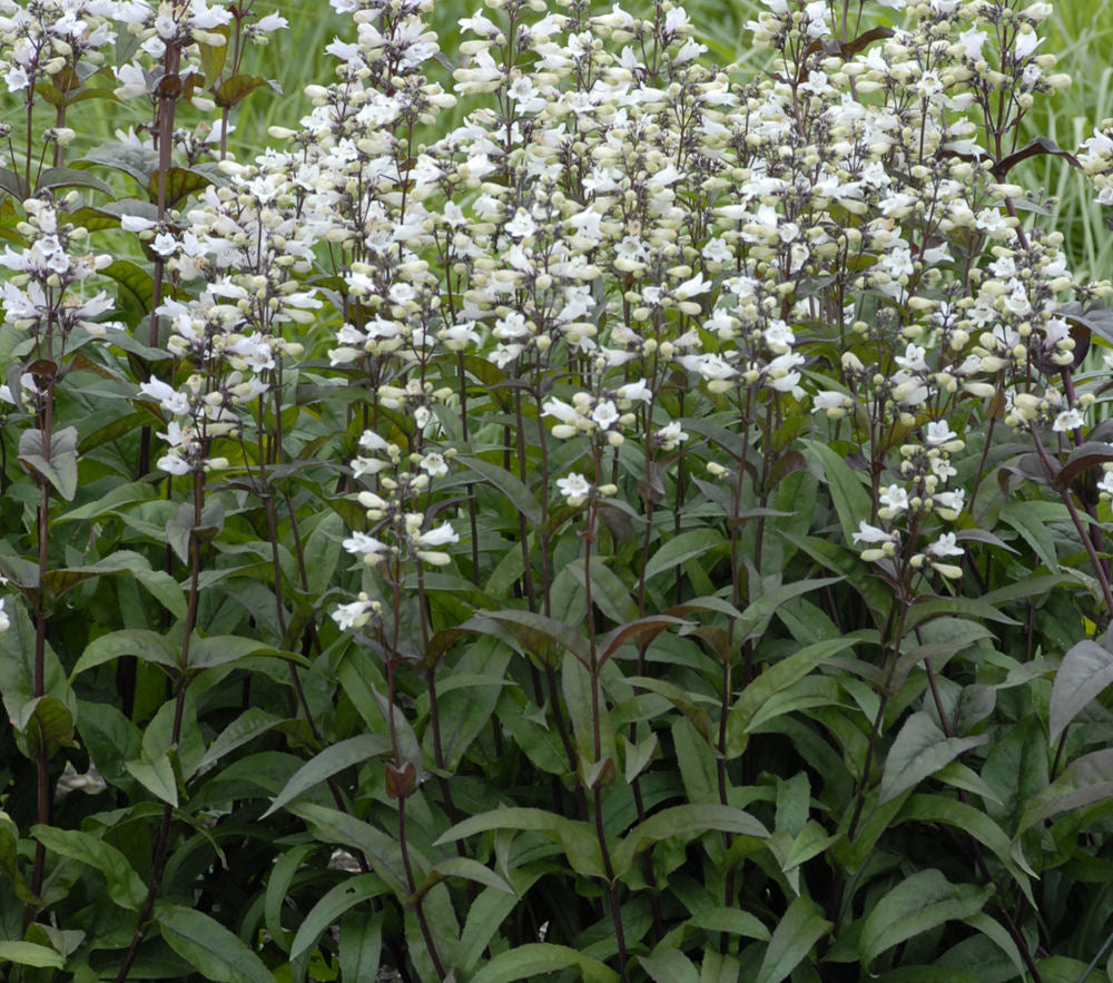 Husker Red Beardtongue (Penstemon digitalis 'Husker Red') - 1 gallon -Ship Only