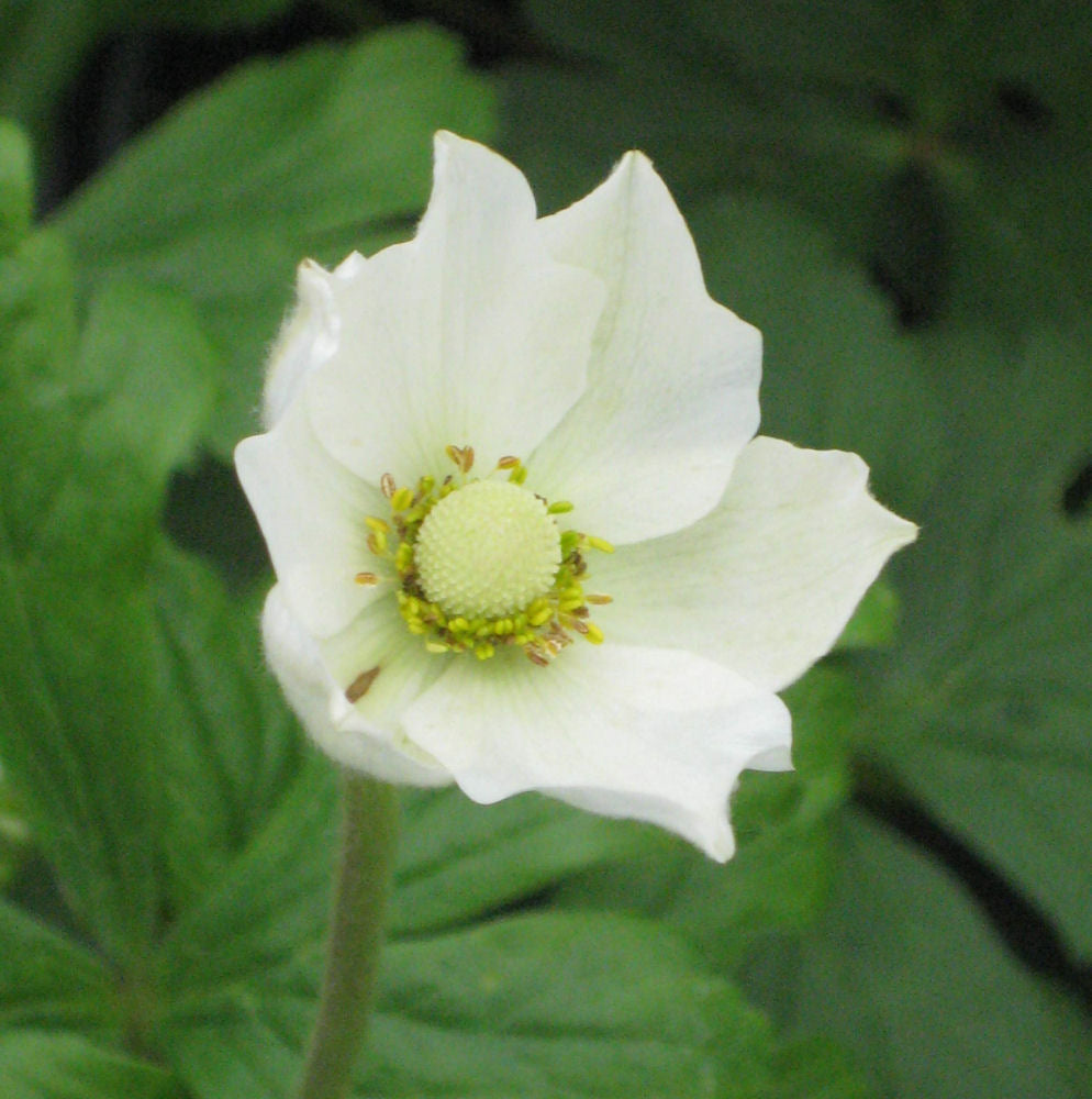 Snowdrop Windflower (Anemone sylvestris) - 1 gallon -Ship Only