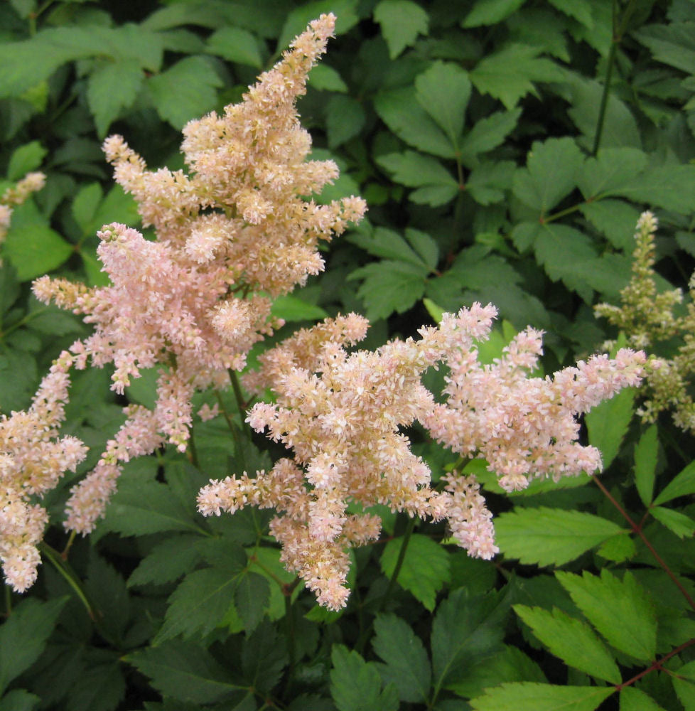Peach Blossom Astilbe (Astilbe japonica 'Peach Blossom') - 1 gallon -Ship Only