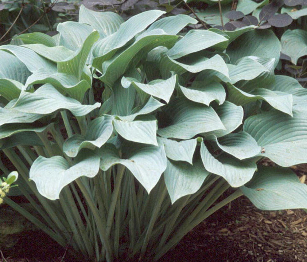 Krossa Regal Plantain Lily (Hosta krossa 'Krossa Regal') - 1 gallon -Ship Only
