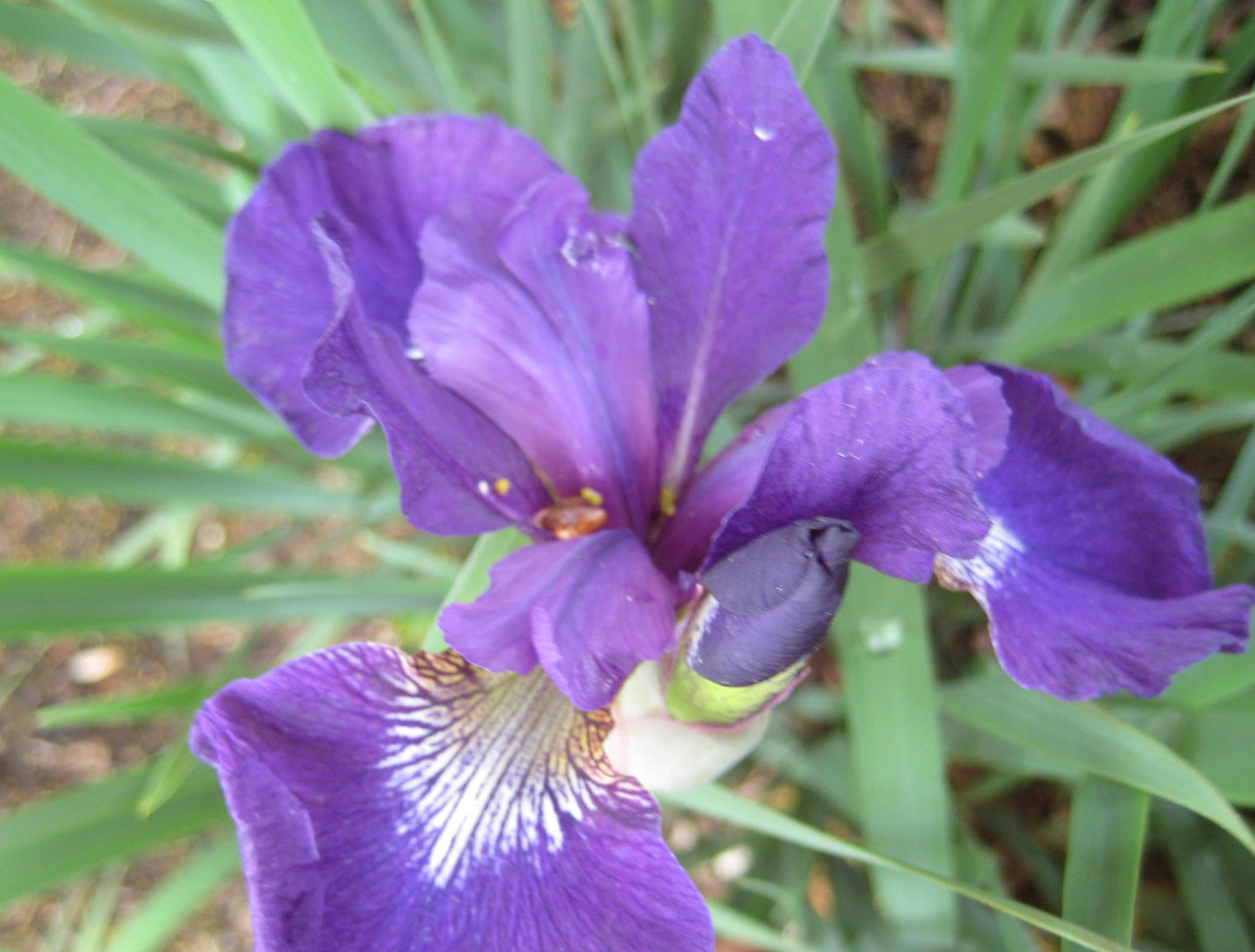 Caesar's Brother Siberian Iris (Iris siberica 'Caesar's Brother') - 1 gallon -Ship Only
