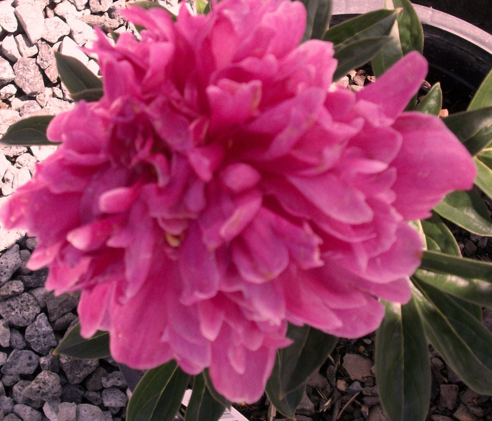 Kansas Red Peony (Paeonia japonica 'Kansas Red') - 2 gallon -Ship Only