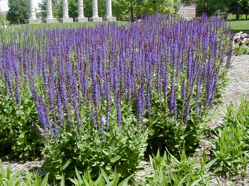 East Friesland Meadow Sage (Salvia nemorosa 'East Friesland') - 1 gallon -Ship Only