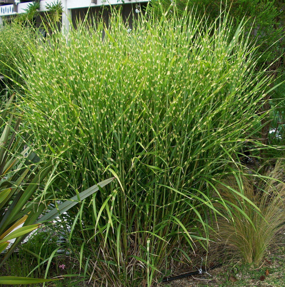 Porcupine Grass (Miscanthus sinensis 'Strictus') - 3 gallon -Ship Only