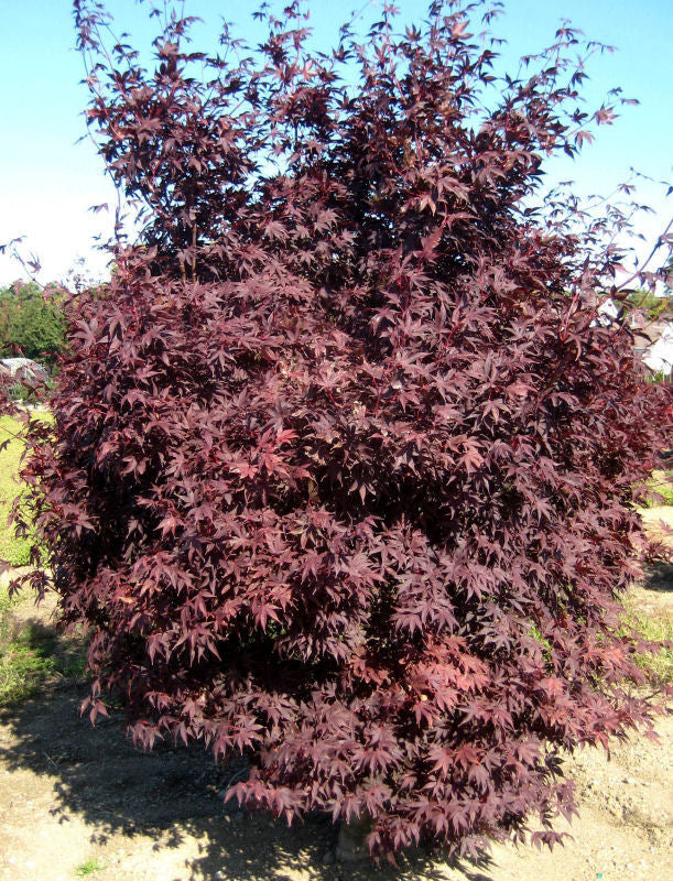 Crimson Prince Japanese Maple (Acer palmatum 'Crimson Prince') - 3 gallon 24" -Ship Only