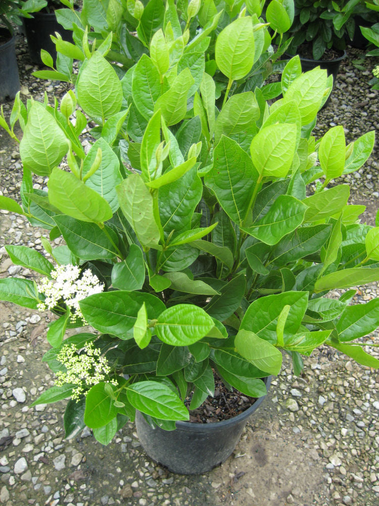 Winterthur Viburnum (Viburnum nudum 'Winterthur') - 3 gallon 18" -Ship Only