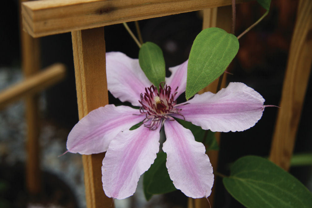 Double Rose™ Clematis (Clematis double 'CleminovA29') - 1 gallon -Ship Only