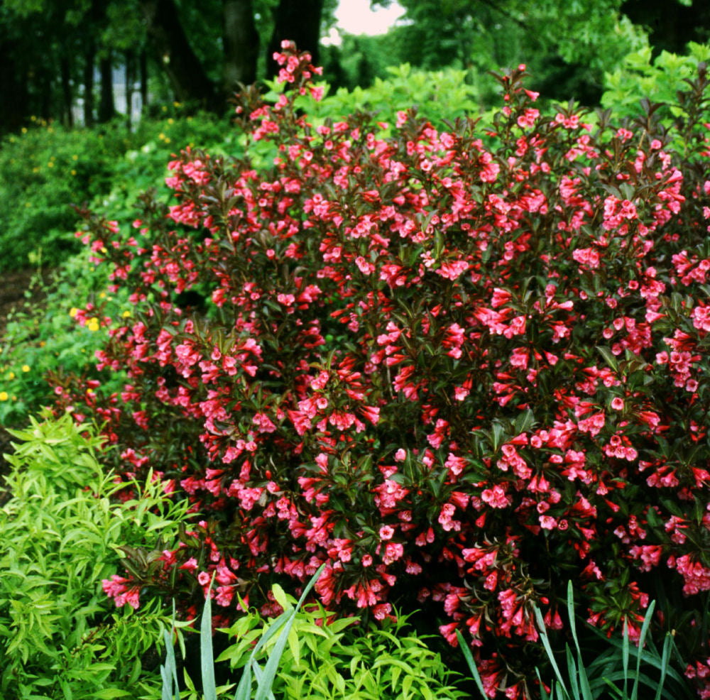 Wine & Roses® Weigela (Weigela florida 'Wine & Roses') - 3 gallon 15" -Ship Only