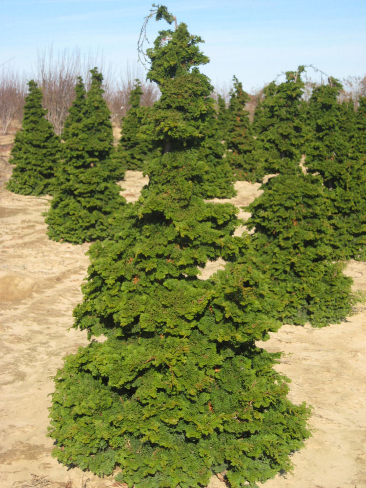 Semi-dwarf Hinoki False Cypress (Chamaecyparis obtusa 'Compacta') - 3 gallon 18" -Ship Only