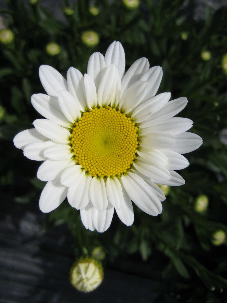 Becky Shasta Daisy (Leucanthemum x superbum 'Becky') - 1 gallon -Ship Only