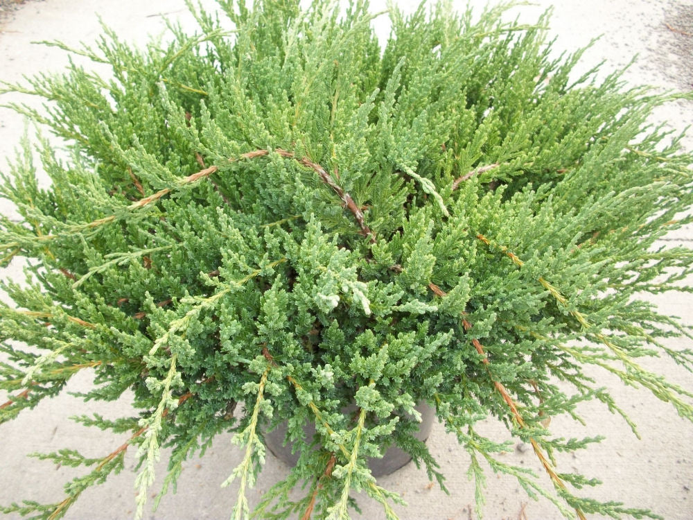 Green Sargent Juniper (Juniperus chinensis 'Sargentii') - 3 gallon 15" -Ship Only