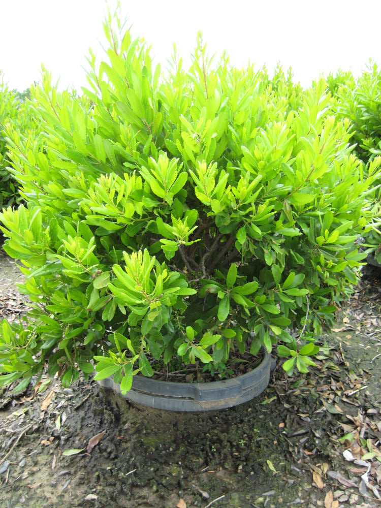 Northern Bayberry (Myrica pennsylvanica) - 3 gallon 18" -Ship Only