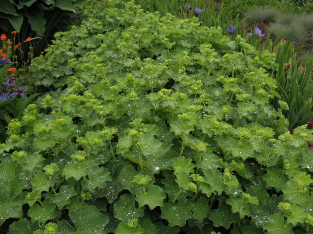 Thriller Lady's Mantle (Alchemilla mollis 'Thriller') - 1 gallon -Ship Only