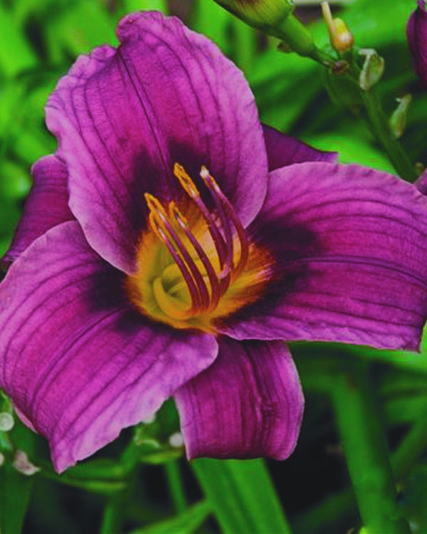 Grape Magic Daylily (Hemerocallis grape 'Grape Magic') - 1 gallon -Ship Only