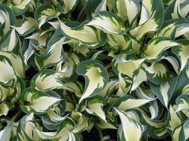 Fire and Ice Plantain Lily (Hosta fire 'Fire and Ice') - 1 gallon -Ship Only
