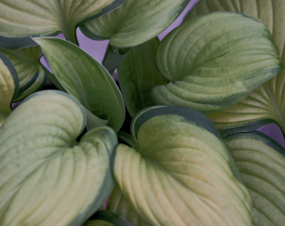 Guacamole Plantain Lily (Hosta guacamole 'Guacamole') - 1 gallon -Ship Only
