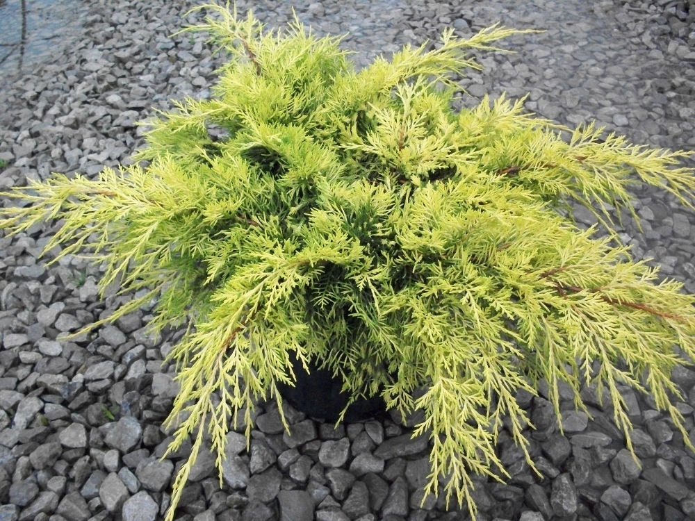 Gold Lace™ Juniper (Juniperus chinensis 'Gold Lace') - 3 gallon 12 to 15" -Ship Only