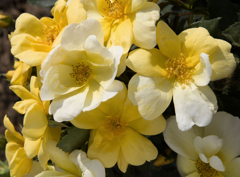 Sunny Knock Out® Rose (Rosa K.O 'Radsunny') - 1 gallon -Ship Only
