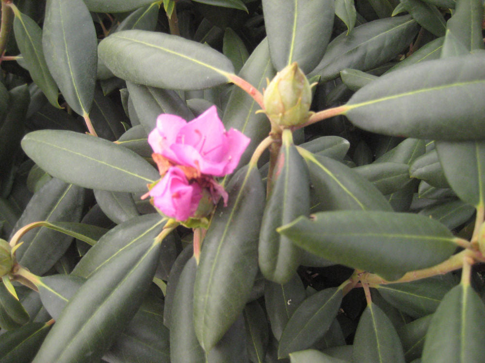 Roseum Elegans Rhododendron (Rhododendron roseum 'Roseum Elegans') - 3 gallon 15" -Ship Only