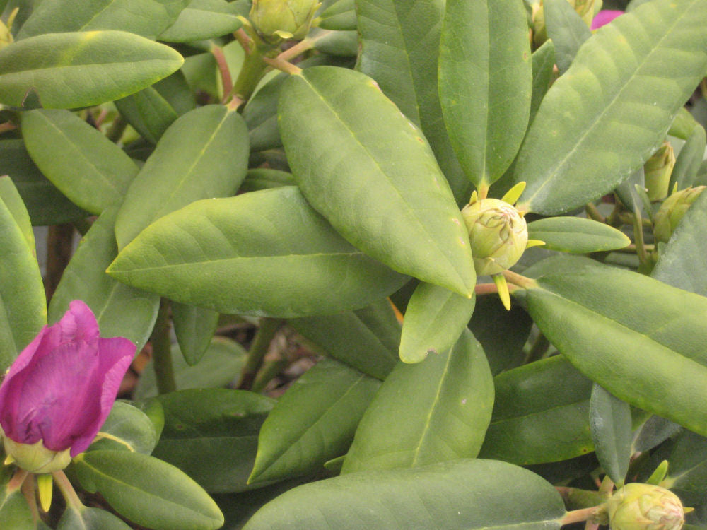 Boursault Rhododendron (Rhododendron catawbiense 'Boursalt') - 3 gallon 15" -Ship Only