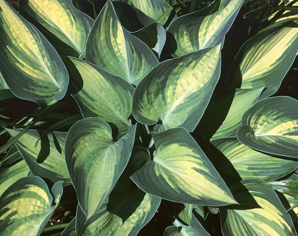 June Plantain Lily (Hosta june 'June') - 1 gallon -Ship Only