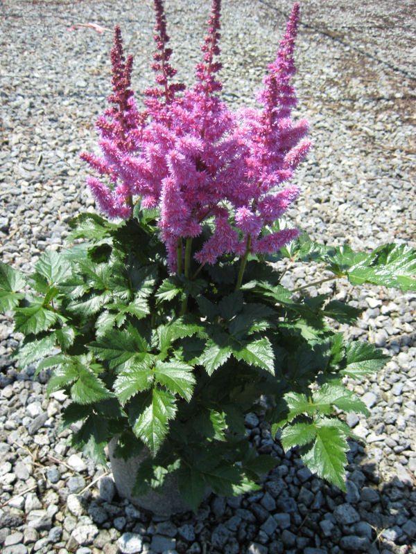 Vision In Purple Astilbe (Astilbe chinensis 'Visions in Purple') - 1 gallon -Ship Only