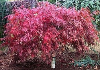 Tamukeyama Japanese Maple (Acer palmatum var. dissectum 'Tamukeyama') - 3 gallon 15" -Ship Only