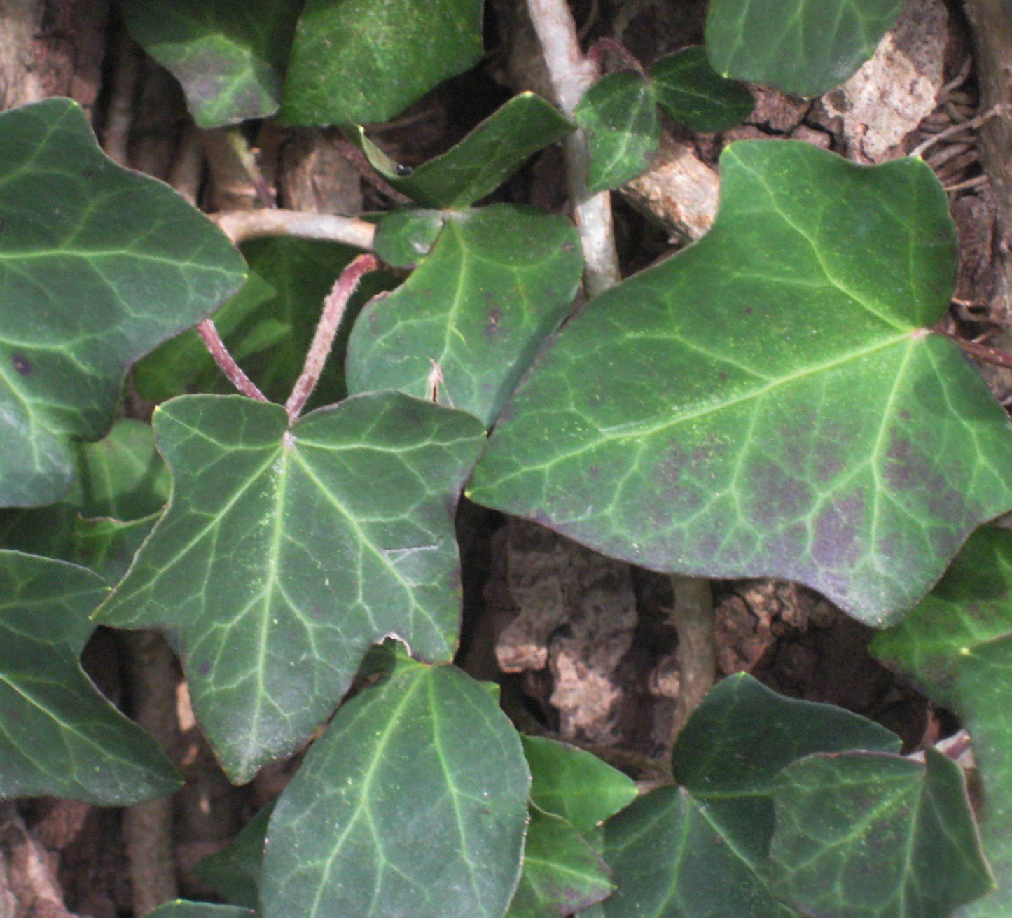 Thorndale English Ivy (Hedera helix 'Thorndale') - 1 gallon -Ship Only