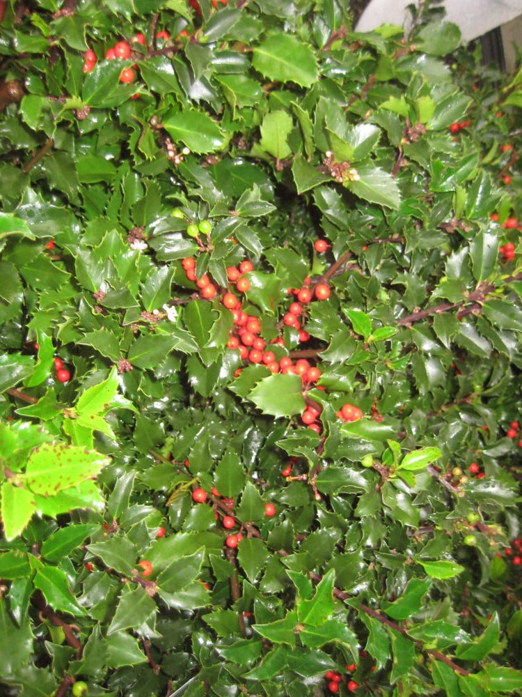 Royal Family (Blue Prince/Blue Princess) Holly (Ilex x meserveae 'Royal Family') - 3 gallon 15" -Ship Only