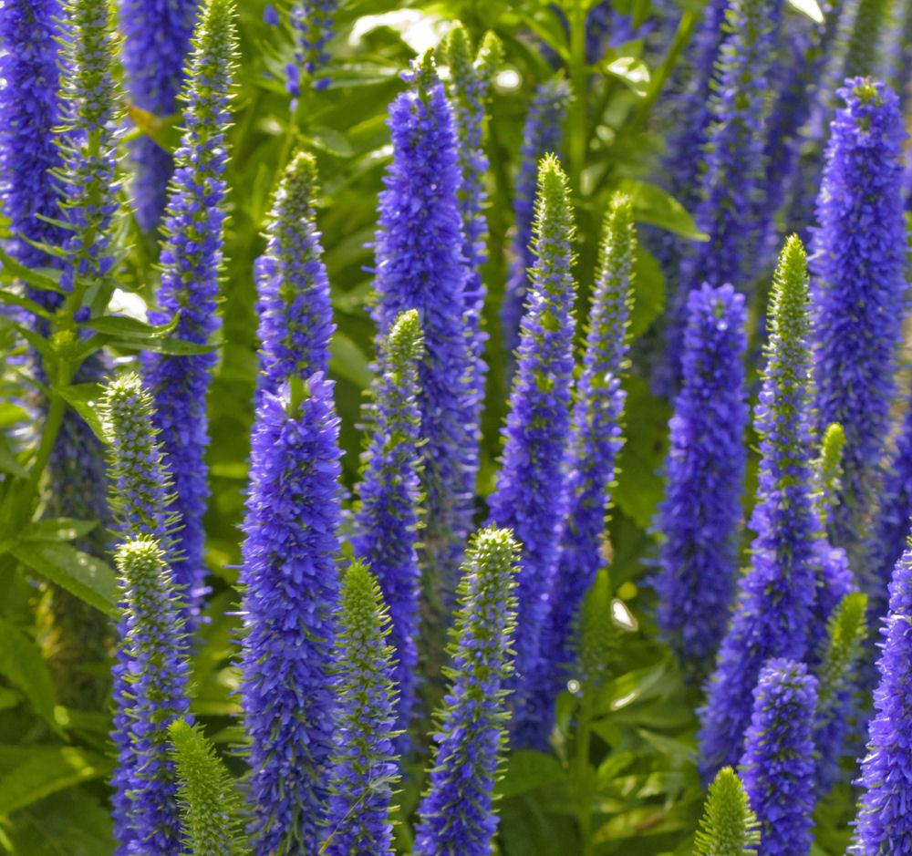 Royal Candles Speedwell (Veronica spicata 'Royal Candles') - 1 gallon -Ship Only