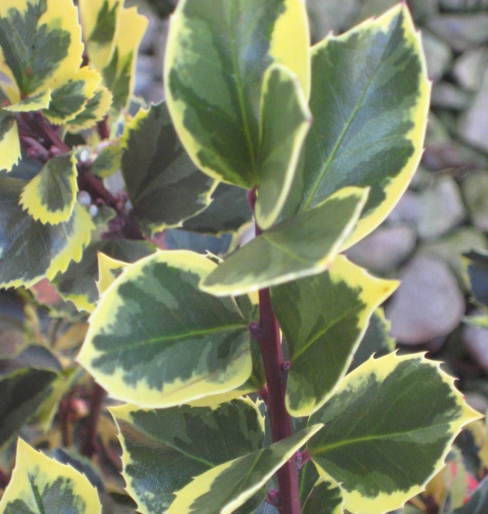 Honeymaid™ Meserve Holly (Ilex x meserveae 'Honeymaid') - 3 gallon 15" -Ship Only